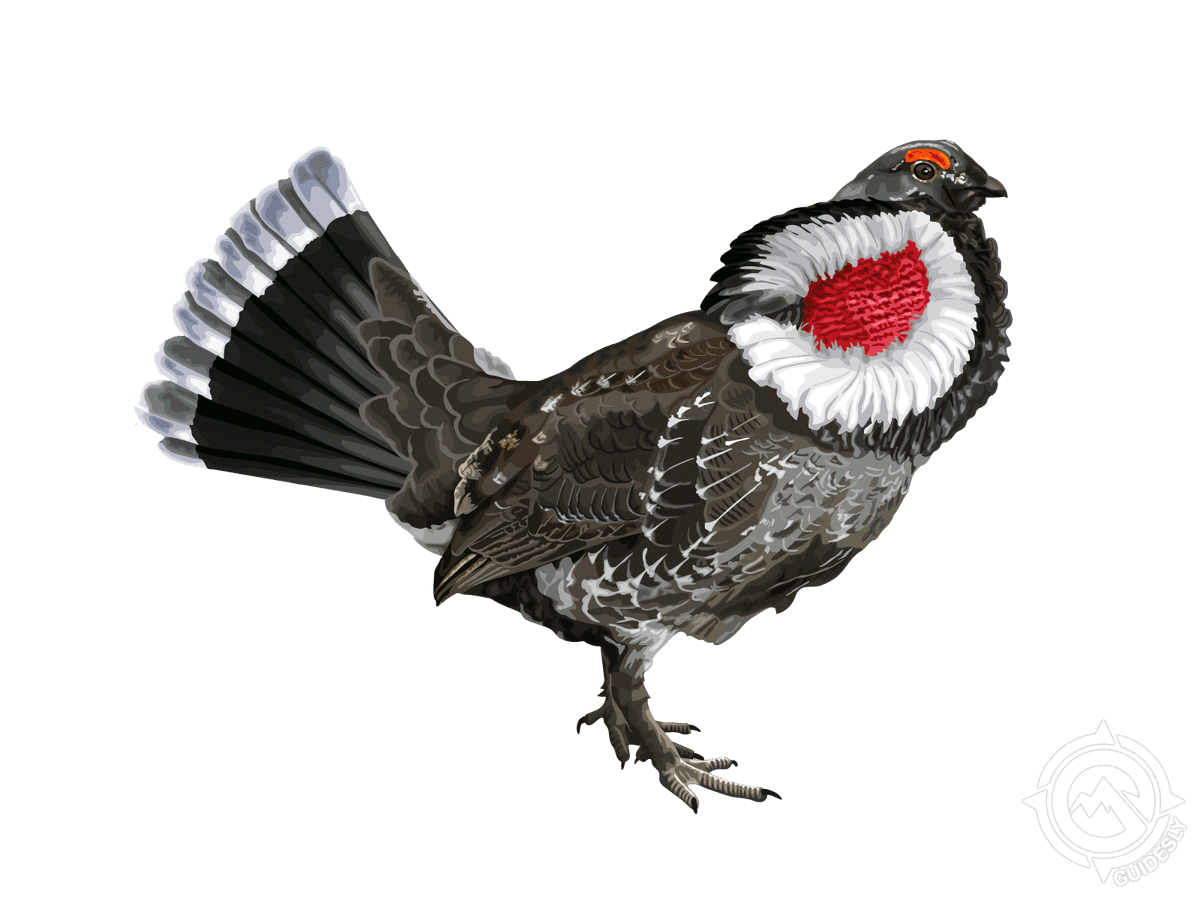 Dusky Grouse