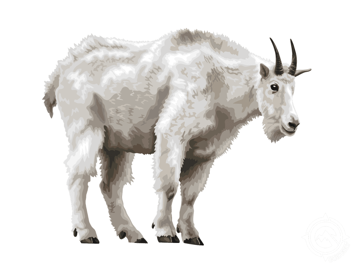 Mountain Goat